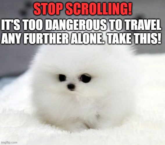 STOP SCROLLING! IT'S TOO DANGEROUS TO TRAVEL ANY FURTHER ALONE. TAKE THIS! | image tagged in dogs,cute puppies,fluffy | made w/ Imgflip meme maker