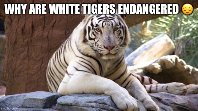 WHY ARE WHITE TIGERS ENDANGERED 😔 | image tagged in sad,tiger | made w/ Imgflip meme maker