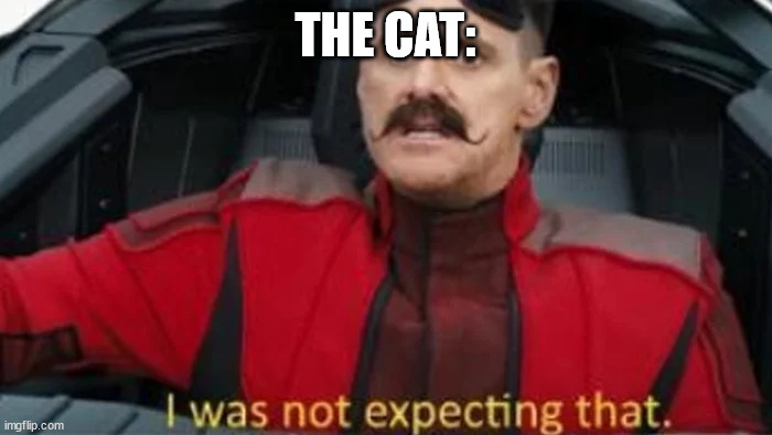 I was not expecting that | THE CAT: | image tagged in i was not expecting that | made w/ Imgflip meme maker