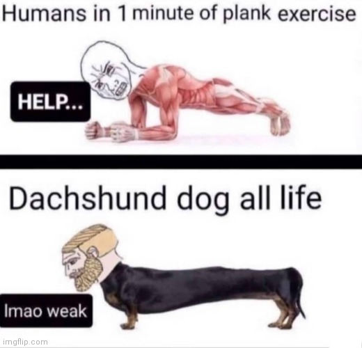 image tagged in memes,planking,dogs,exercise | made w/ Imgflip meme maker
