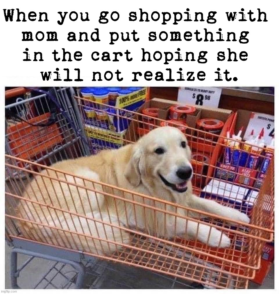 Shopping with mom | When you go shopping with 
mom and put something 
in the cart hoping she 
will not realize it. | image tagged in fun,shopping,shopping cart,moms | made w/ Imgflip meme maker