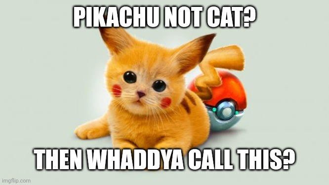 Pikachu cat | PIKACHU NOT CAT? THEN WHADDYA CALL THIS? | image tagged in pikachu cat | made w/ Imgflip meme maker