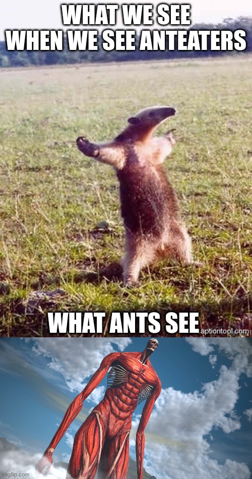 WHAT WE SEE WHEN WE SEE ANTEATERS; WHAT ANTS SEE | image tagged in anteater | made w/ Imgflip meme maker