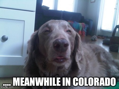 High Dog | .... MEANWHILE IN COLORADO | image tagged in memes,high dog | made w/ Imgflip meme maker