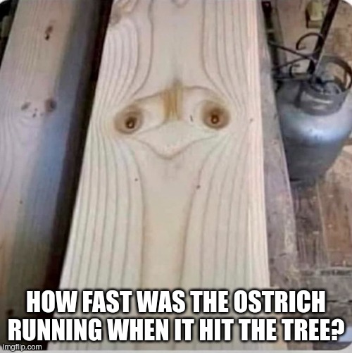 Ostrich | HOW FAST WAS THE OSTRICH RUNNING WHEN IT HIT THE TREE? | image tagged in ostrich | made w/ Imgflip meme maker