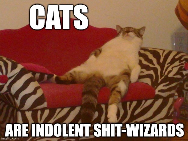 To Say Nothing Of Humans Who Spend A Lot Of Time Looking At Cat Pictures On The Internet... | CATS; ARE INDOLENT SHIT-WIZARDS | image tagged in lazy cat,cats,funny cats,cat memes,fat cat,drunk cat | made w/ Imgflip meme maker
