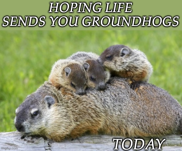 HOPING LIFE SENDS YOU GROUNDHOGS; TODAY | image tagged in groundhog,groundhog day,cute,rodent | made w/ Imgflip meme maker