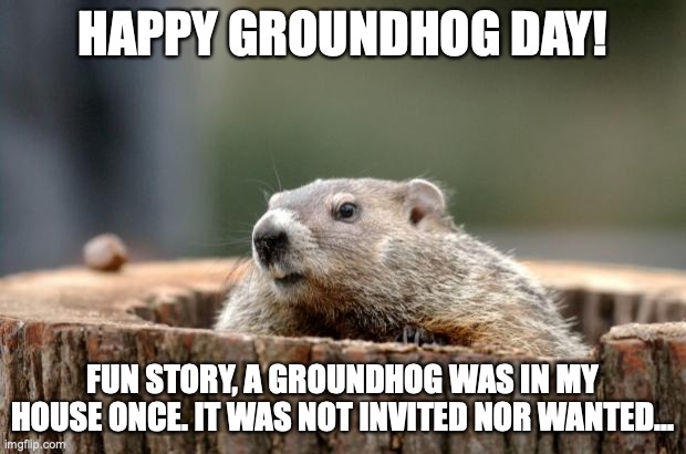 Groundhog | HAPPY GROUNDHOG DAY! FUN STORY, A GROUNDHOG WAS IN MY HOUSE ONCE. IT WAS NOT INVITED NOR WANTED... | image tagged in groundhog | made w/ Imgflip meme maker
