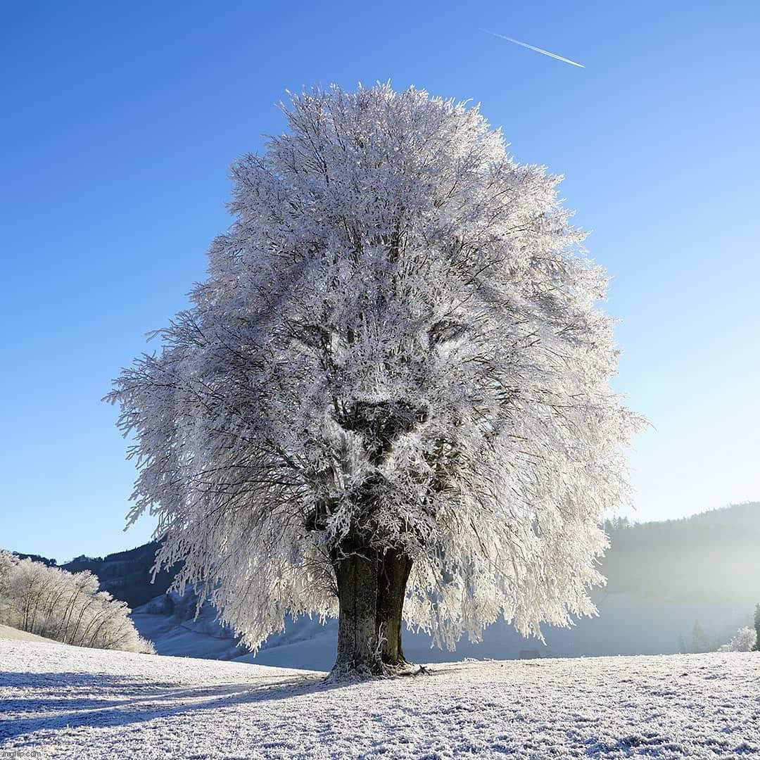 Lion tree | image tagged in awesome | made w/ Imgflip meme maker