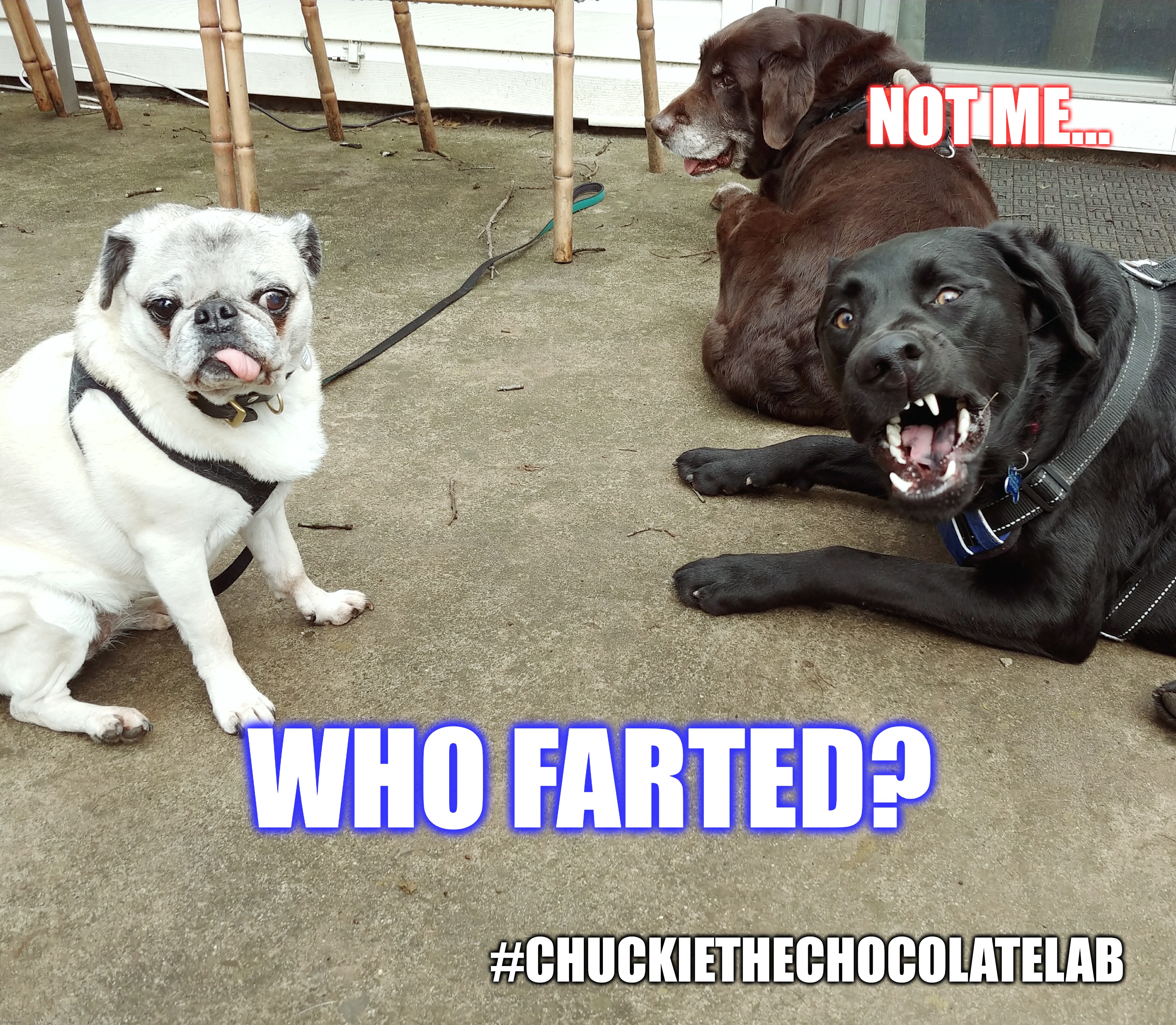 Who farted? | NOT ME... WHO FARTED? #CHUCKIETHECHOCOLATELAB | image tagged in chuckie the chocolate lab,funny,memes,dogs,farts,fart | made w/ Imgflip meme maker
