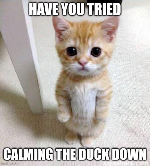 Waterfowl Therapy | HAVE YOU TRIED; CALMING THE DUCK DOWN | image tagged in memes,cute cat,duck,keep calm,calm down,therapy | made w/ Imgflip meme maker