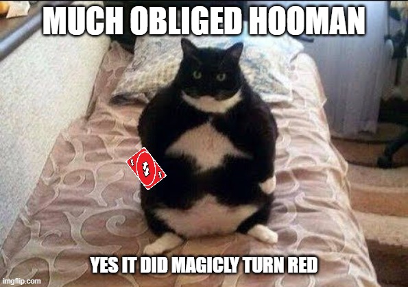 Chonki Babbie Hungy | MUCH OBLIGED HOOMAN YES IT DID MAGICLY TURN RED | image tagged in chonki babbie hungy | made w/ Imgflip meme maker