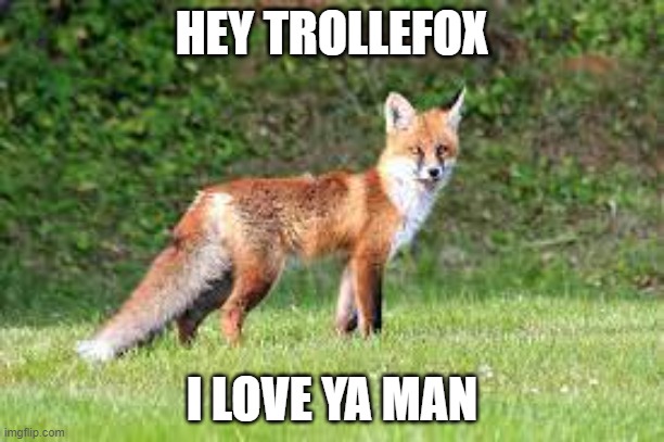 HEY TROLLEFOX; I LOVE YA MAN | image tagged in fox,memes,repost,president_joe_biden | made w/ Imgflip meme maker