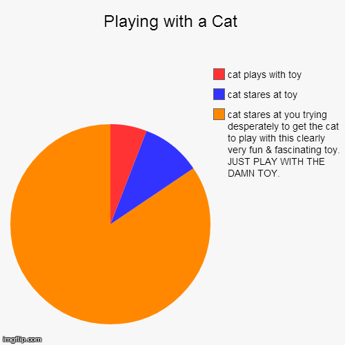 Playing with a Cat