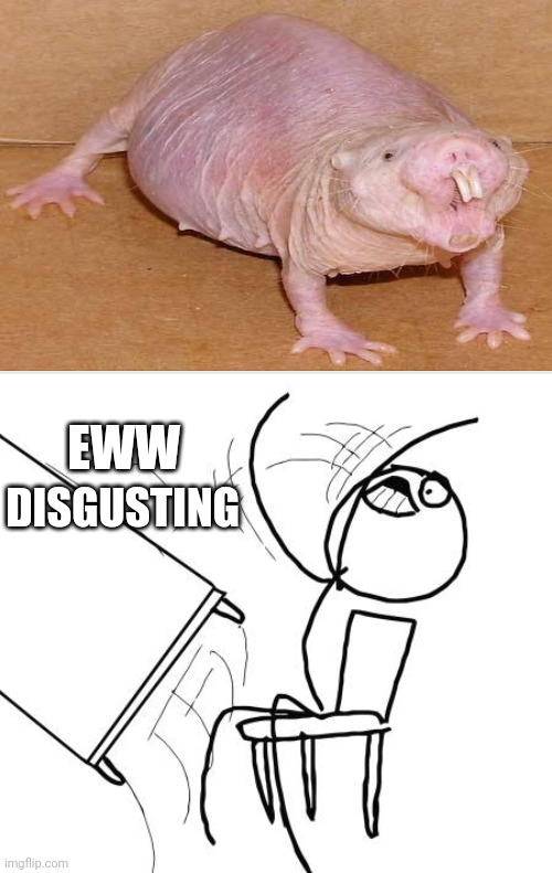 Naked Mole Rat Is Disgusting Imgflip