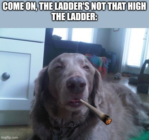 High Dog Meme | COME ON, THE LADDER'S NOT THAT HIGH
THE LADDER: | image tagged in memes,high dog | made w/ Imgflip meme maker