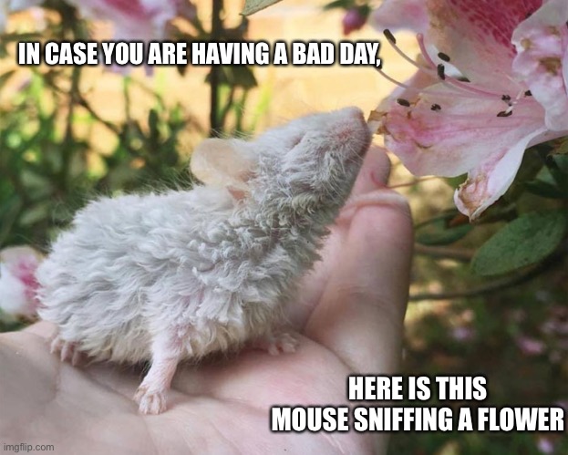 :) | IN CASE YOU ARE HAVING A BAD DAY, HERE IS THIS MOUSE SNIFFING A FLOWER | image tagged in mouse,flowers | made w/ Imgflip meme maker