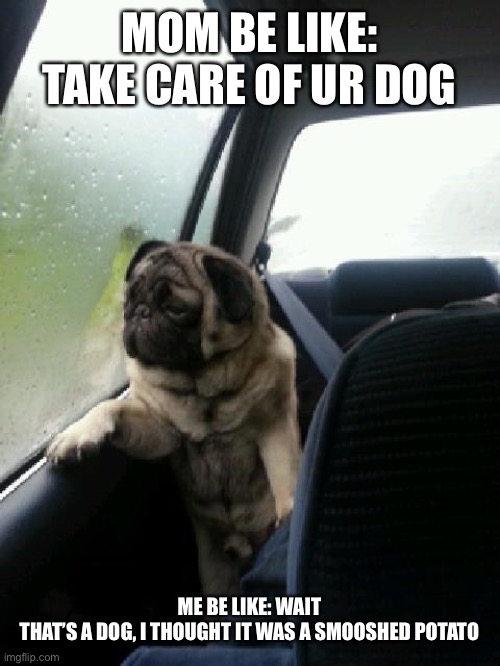 Introspective Pug | MOM BE LIKE: TAKE CARE OF UR DOG; ME BE LIKE: WAIT THAT’S A DOG, I THOUGHT IT WAS A SMOOSHED POTATO | image tagged in introspective pug | made w/ Imgflip meme maker