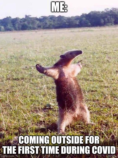 covid | ME:; COMING OUTSIDE FOR THE FIRST TIME DURING COVID | image tagged in fight me anteater | made w/ Imgflip meme maker