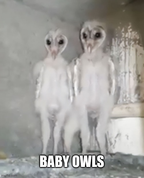 There is something not right about that to me | BABY OWLS | image tagged in creepy,baby owls | made w/ Imgflip meme maker