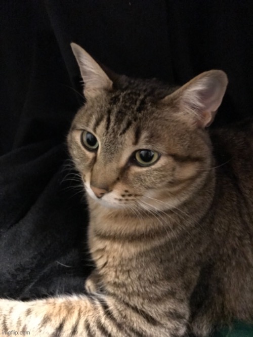 Pussy Reveal Imgflip