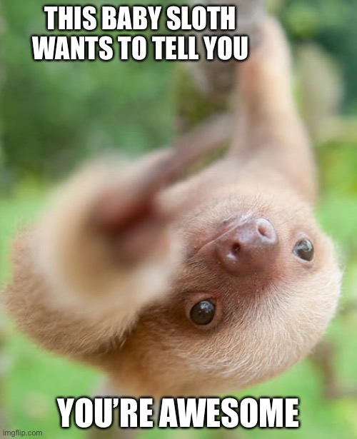 Have an amazing day!! | THIS BABY SLOTH WANTS TO TELL YOU; YOU’RE AWESOME | image tagged in awesome,sloth | made w/ Imgflip meme maker