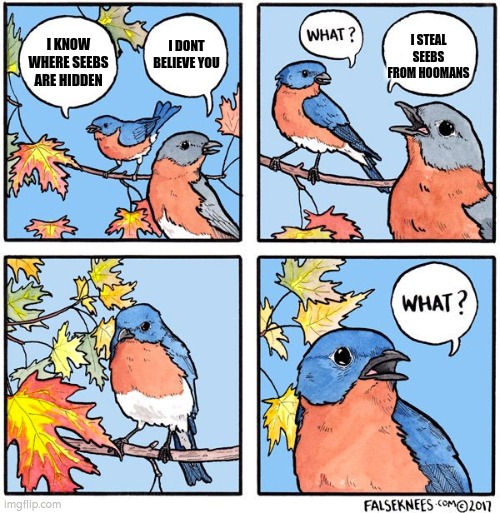 What bird | I STEAL SEEBS FROM HOOMANS; I DONT BELIEVE YOU; I KNOW WHERE SEEBS ARE HIDDEN | image tagged in what bird | made w/ Imgflip meme maker