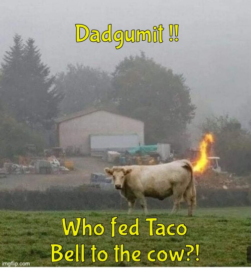 Dadgumit !! Who fed Taco Bell to the cow?! | image tagged in redneck | made w/ Imgflip meme maker