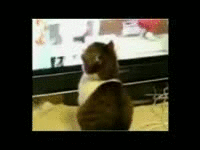 Generated image from gifs,funny,cats generated with the Imgflip Animated GIF Generator