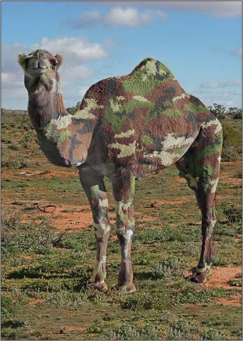 Has Anyone Seen My Camel ? | image tagged in fun,camel,camouflage | made w/ Imgflip meme maker