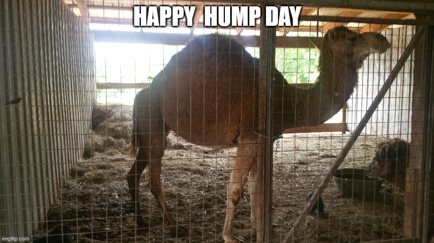 Happy Hump Day | HAPPY  HUMP DAY | image tagged in wednesday,camel,hump day camel | made w/ Imgflip meme maker