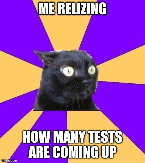 Oh no | ME RELIZING; HOW MANY TESTS ARE COMING UP | image tagged in anxiety cat | made w/ Imgflip meme maker