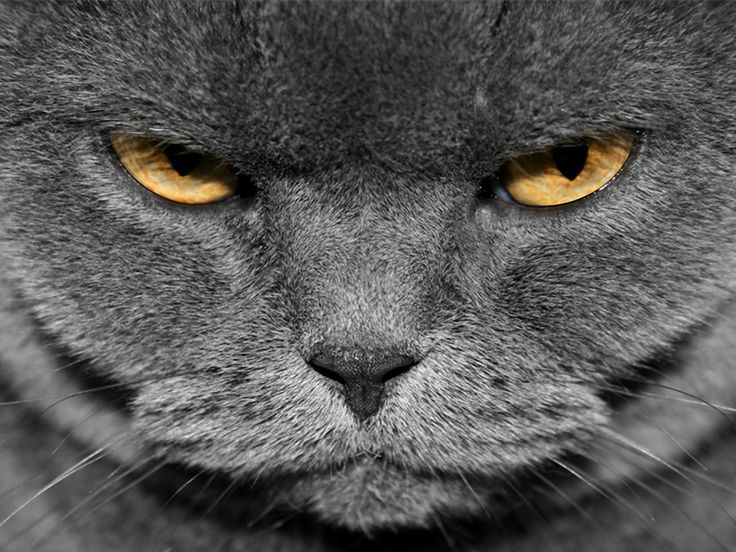 High Quality grumpy graey cat Blank Meme Template