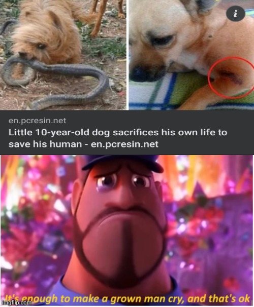 He was a hero! | image tagged in it's enough to make a grown man cry and that's ok,dogs,sacrifice,hero | made w/ Imgflip meme maker
