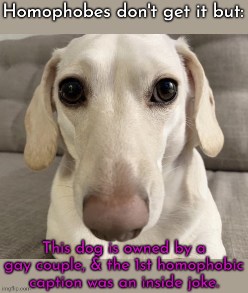 Her name is Whitney Chewston. | Homophobes don't get it but:; This dog is owned by a gay couple, & the 1st homophobic caption was an inside joke. | image tagged in homophobic dog,animals,hate speech,ironic | made w/ Imgflip meme maker