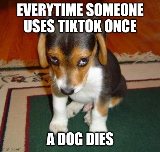 Remember, don't use Tiktok or else All dogs will die | EVERYTIME SOMEONE USES TIKTOK ONCE; A DOG DIES | image tagged in sad puppy,puppy,tiktok sucks,tik tok sucks | made w/ Imgflip meme maker