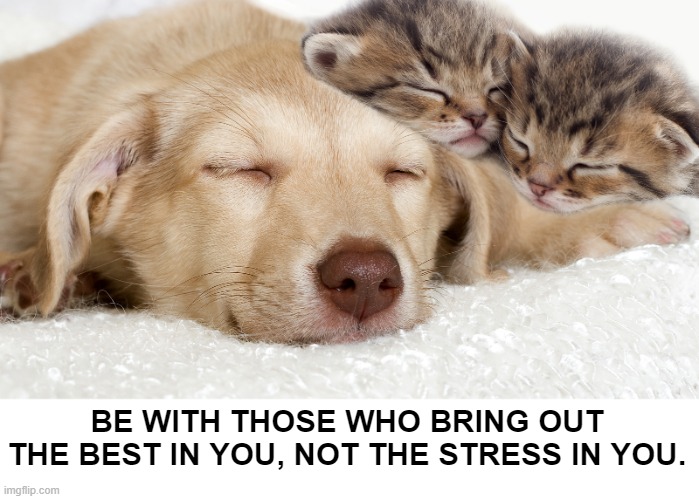 Friend Quote | BE WITH THOSE WHO BRING OUT THE BEST IN YOU, NOT THE STRESS IN YOU. | image tagged in quote,dogs,cats,pets,pet quote | made w/ Imgflip meme maker