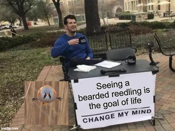 So round | Seeing a bearded reedling is the goal of life | image tagged in memes,change my mind | made w/ Imgflip meme maker