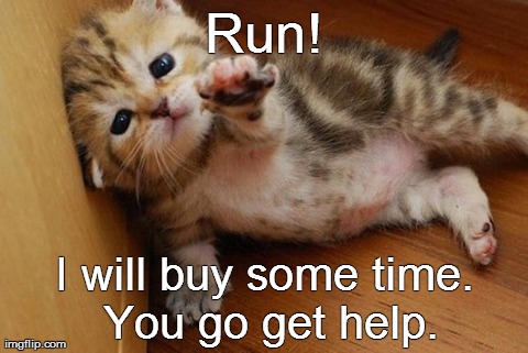 Cat, In Despair Situation | Run! I will buy some time. You go get help. | image tagged in halp,animal,cats,kitten,sad cat | made w/ Imgflip meme maker