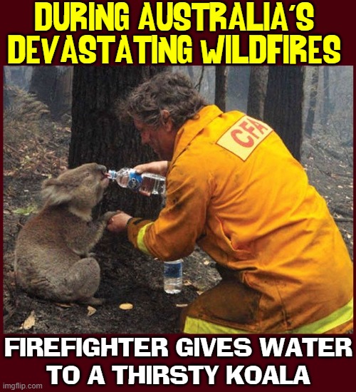 a simple act of kindness | DURING AUSTRALIA'S
DEVASTATING WILDFIRES; FIREFIGHTER GIVES WATER
TO A THIRSTY KOALA | image tagged in vince vance,koala,thirsty,fireman,water,forest fire | made w/ Imgflip meme maker