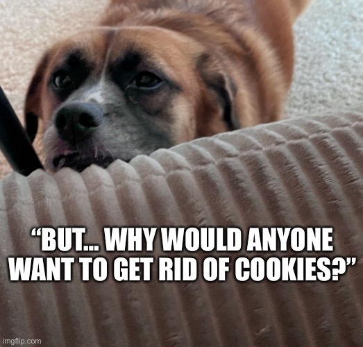 When IT tells you to clear your cache/cookies | “BUT… WHY WOULD ANYONE WANT TO GET RID OF COOKIES?” | image tagged in work,computer,office humor,cookies,cute dog | made w/ Imgflip meme maker