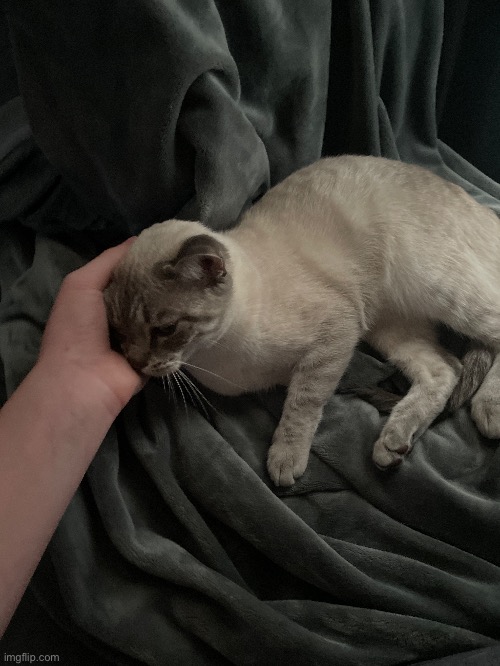 Pussy Reveal Imgflip