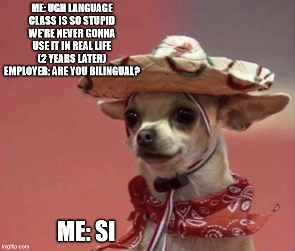 bilingual chihuahua | ME: UGH LANGUAGE CLASS IS SO STUPID WE'RE NEVER GONNA USE IT IN REAL LIFE
(2 YEARS LATER)
EMPLOYER: ARE YOU BILINGUAL? ME: SI | image tagged in chihuahua | made w/ Imgflip meme maker