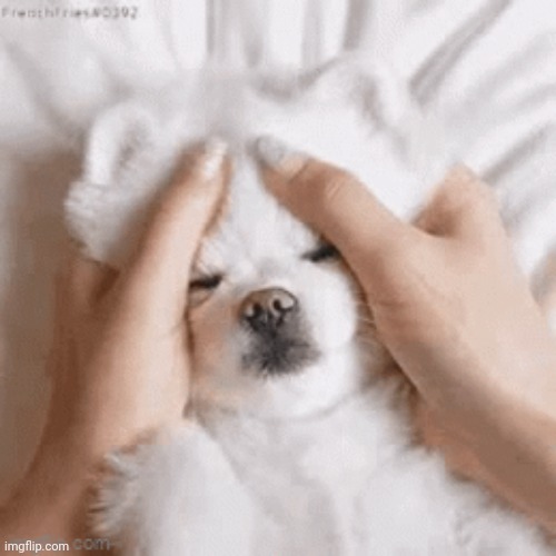 This dog, made me smile | image tagged in memes,cats,dogs,funny,animals | made w/ Imgflip meme maker