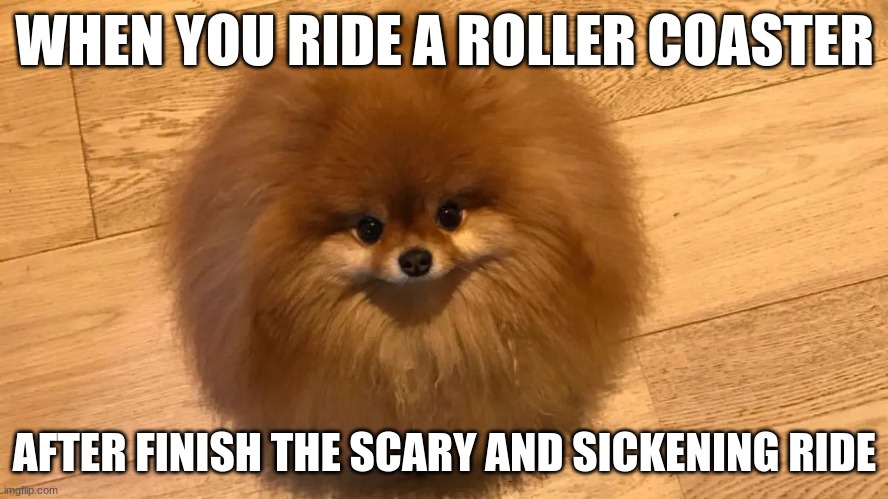 Kash | WHEN YOU RIDE A ROLLER COASTER; AFTER FINISH THE SCARY AND SICKENING RIDE | image tagged in pomeranian,memes,roller coaster | made w/ Imgflip meme maker