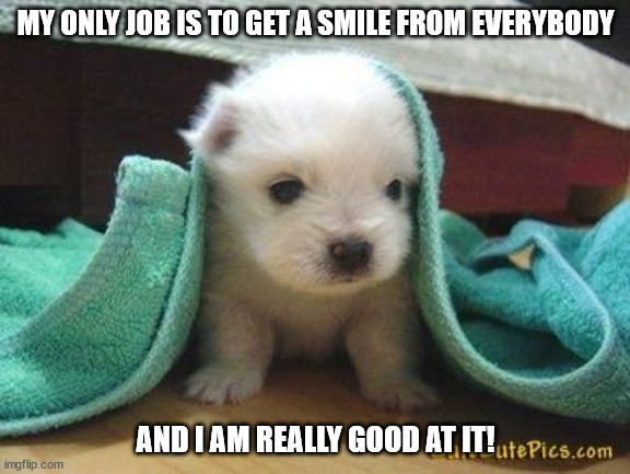 harvesting smiles | MY ONLY JOB IS TO GET A SMILE FROM EVERYBODY; AND I AM REALLY GOOD AT IT! | image tagged in cute puppy | made w/ Imgflip meme maker
