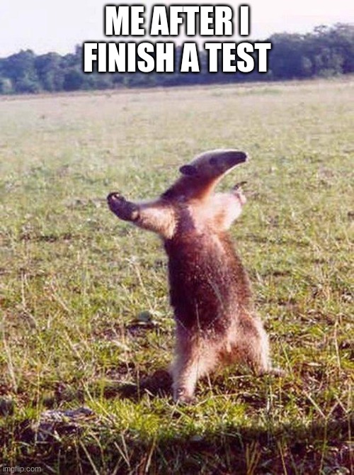 math | ME AFTER I FINISH A TEST | image tagged in fight me anteater,school sucks | made w/ Imgflip meme maker