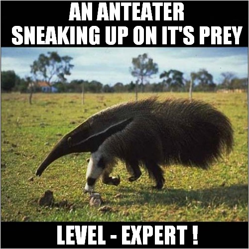 A Sneaky Creature | AN ANTEATER
SNEAKING UP ON IT'S PREY; LEVEL - EXPERT ! | image tagged in fun,anteater,sneaky | made w/ Imgflip meme maker