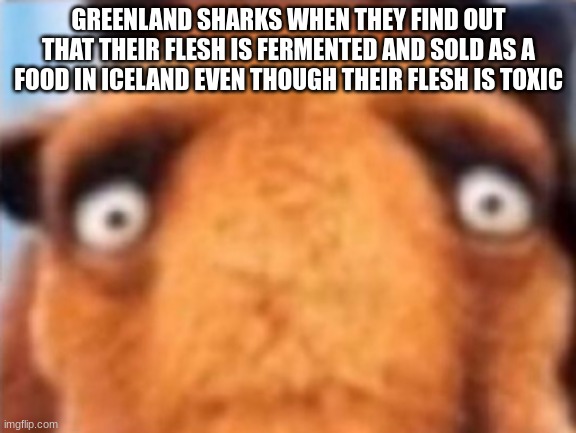 distressed manfred | GREENLAND SHARKS WHEN THEY FIND OUT THAT THEIR FLESH IS FERMENTED AND SOLD AS A FOOD IN ICELAND EVEN THOUGH THEIR FLESH IS TOXIC | image tagged in distressed manfred | made w/ Imgflip meme maker