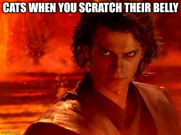 You Underestimate My Power Meme | CATS WHEN YOU SCRATCH THEIR BELLY | image tagged in memes,you underestimate my power | made w/ Imgflip meme maker